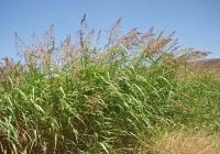 Maleza Cero Week dia 2