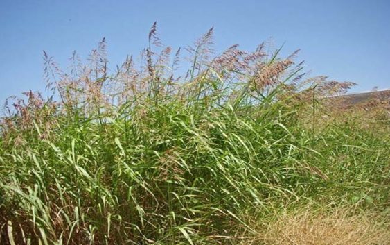 Maleza Cero Week dia 2