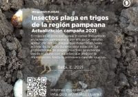 Insectos plaga en trigos de la regi贸n pampeana Insectos plaga en trigos de la regi贸n pampeana