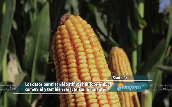 Maíz: identificar potencial y estabilidad