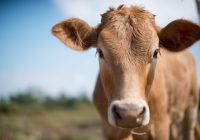 ANÁLISIS DEL CIERRE A LA EXPORTACIÓN DE CARNE