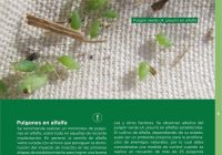 Informe sobre pulgones en alfalfa