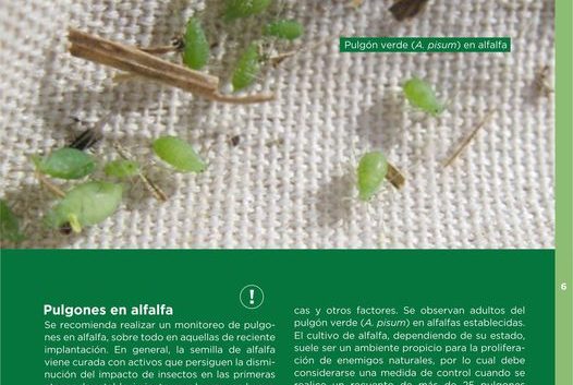 Informe sobre pulgones en alfalfa