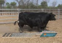 Ganadería integrada al bosque