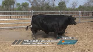 Ganadería integrada al bosque