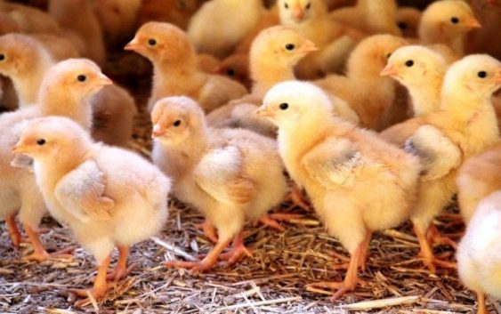 El productor integrado de pollos en una situación extrema y delicada