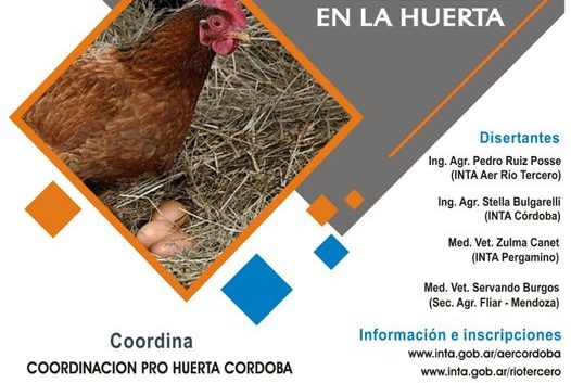 Ponedoras en la huerta