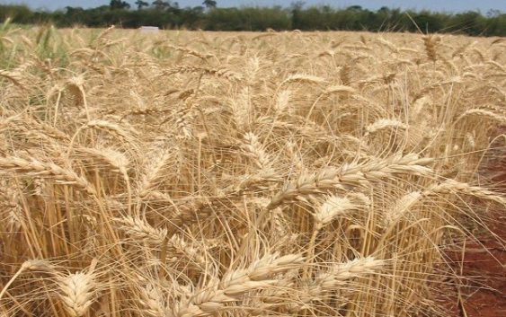 XII Actualización técnica de cultivos de invierno