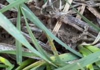 Presencia de Roya de la hoja (Puccinia triticina) en SE de Córdoba y S de Santa Fe