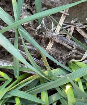 Presencia de Roya de la hoja (Puccinia triticina) en SE de Córdoba y S de Santa Fe