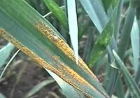 Villarino: cultivos de trigo afectados por roya amarilla o estriada