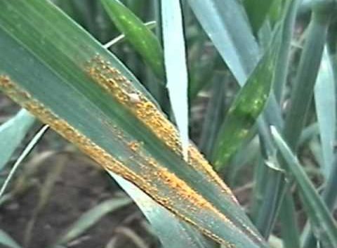Villarino: cultivos de trigo afectados por roya amarilla o estriada