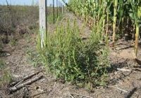 Tolerancia cero y tratamientos “quirúrgicos” para las malezas nuevas en los lotes