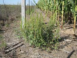 Tolerancia cero y tratamientos “quirúrgicos” para las malezas nuevas en los lotes