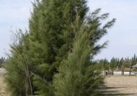 Se viene el lanzamiento de Agroactiva 2022 en Rosario