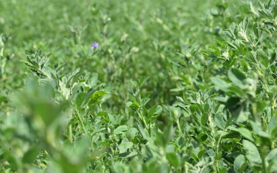 Presentaron una nueva segadora de arrastre, con lanza central