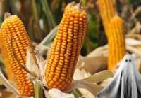 RED DE EVALUACIÓN MAÍZ INTA MARCOS JUÁREZ