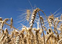 Leones se viste de fiesta y el Trigo Argentino será la estrella