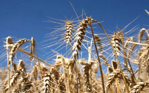 Leones se viste de fiesta y el Trigo Argentino será la estrella
