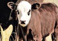 Jornada presencial produccion bovina