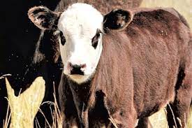 Jornada presencial produccion bovina