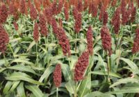 Terminó la cosecha de sorgo en Santa Fe