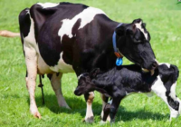 Se realizó el VI Congreso Internacional deInnovación Láctea en la BCR