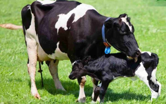 Se realizó el VI Congreso Internacional deInnovación Láctea en la BCR