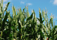 Marianela Rivelli te anticipa el programa de la Jornada de AAPRESID Monte Cristo del 28 de octubre