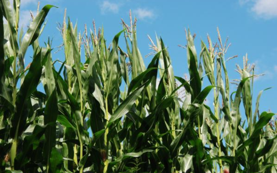 Marianela Rivelli te anticipa el programa de la Jornada de AAPRESID Monte Cristo del 28 de octubre