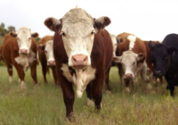 Se realizará de manera virtual el 45° Congreso Argentino de Producción Animal