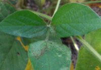 ¿Querés saber cómo combinar CS, herbicidas pre y postemergentes en una campaña seca