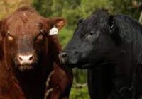Expo Angus de Otoño 2024: todo listo para un evento internacional en Palermo