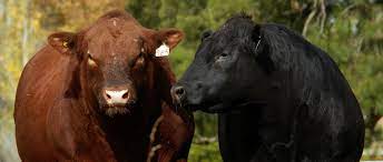 Expo Angus de Otoño 2024: todo listo para un evento internacional en Palermo