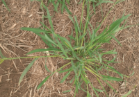Alertan por la aparición en Argentina de otra maleza resistente a glifosato