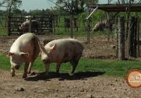 Los profesionales del agro – n° 61 – Pensando la próxima FERICERDO