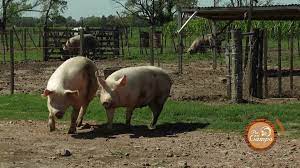 Los profesionales del agro – n° 61 – Pensando la próxima FERICERDO