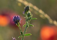 El Clúster de Alfalfa de Córdoba organiza un viaje de capacitación a España