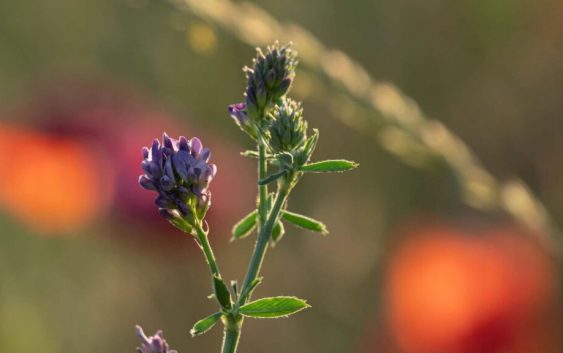 El Clúster de Alfalfa de Córdoba organiza un viaje de capacitación a España