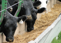 Expertos analizarán el impacto del virus de la diarrea viral bovina