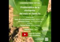 Problemática de la chicharrita del maíz en Santa Fe