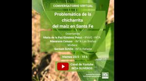 Problemática de la chicharrita del maíz en Santa Fe