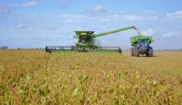 Advierten que las lluvias frenan a la cosecha de soja y agravan los problemas de calidad