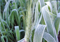 Heladas: qué dice el pronóstico para el próximo trimestre