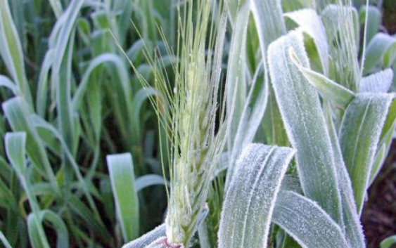 Heladas: qué dice el pronóstico para el próximo trimestre