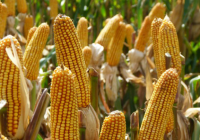 MAIZAR 2026: El congreso que busca transformar el potencial del agro en resultados concretos para el país