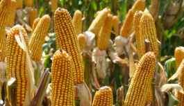 MAIZAR 2026: El congreso que busca transformar el potencial del agro en resultados concretos para el país MAIZAR 2026: El congreso que busca transformar el potencial del agro en resultados concretos para el país