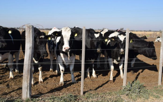 La salud mamaria bovina centra una jornada de especialistas en la Universidad de Río Cuarto