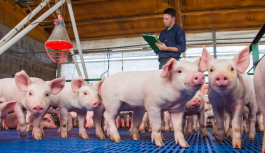 ¡Atención veterinarios y productores porcinos!