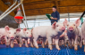 ¡Atención veterinarios y productores porcinos!